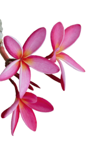 flower element